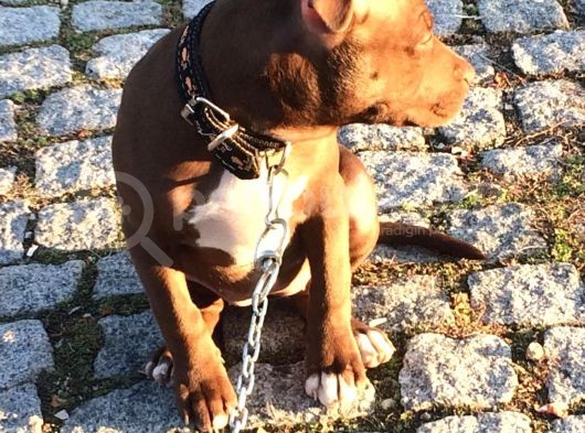 American Pitbull Terrier görsel