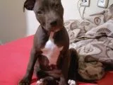 American Pitbull Terrier