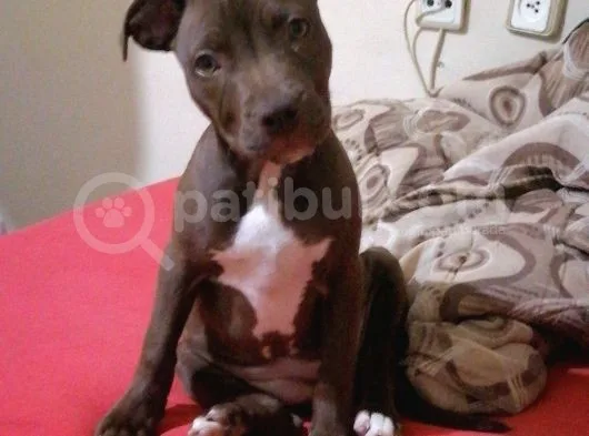 American Pitbull Terrier