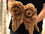 Sevi̇mli̇ Toy Poodle Bebekler