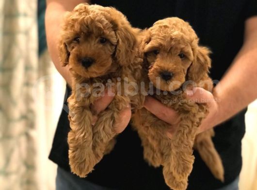 Sevi̇mli̇ Toy Poodle Bebekler görsel