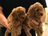 Sevi̇mli̇ Toy Poodle Bebekler