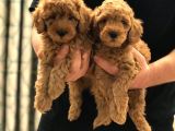 Sevi̇mli̇ Toy Poodle Bebekler
