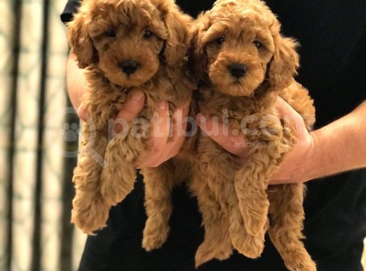 Sevi̇mli̇ Toy Poodle Bebekler görsel