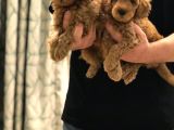 Sevi̇mli̇ Toy Poodle Bebekler