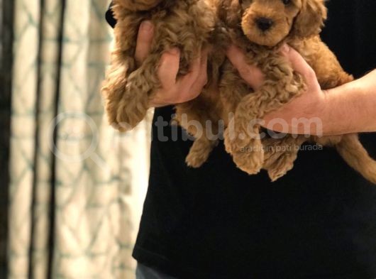 Sevi̇mli̇ Toy Poodle Bebekler görsel