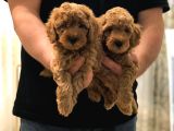 Sevi̇mli̇ Toy Poodle Bebekler