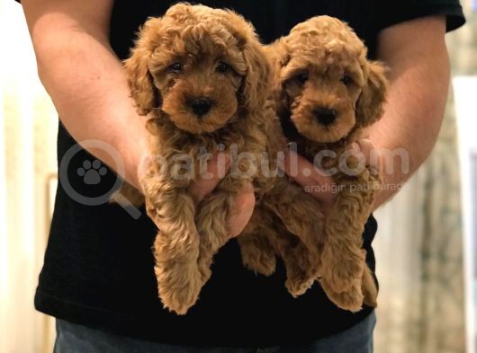 Sevi̇mli̇ Toy Poodle Bebekler görsel