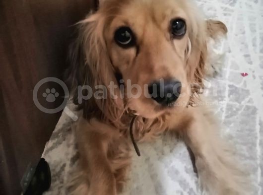 Köyün En Güzel Oğlu görsel