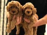 SEVİMLİ TOY POODLE BEBEKLER