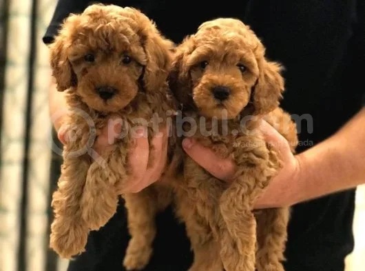 Sevi̇mli̇ Toy Poodle Bebekler