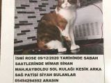 Sultanbeyli Mimar Sinan Da Kedimiz Evden Kaçmıştır