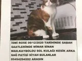 Sultanbeyli Mimar Sinan da Kedimiz Evden Kaçmıştır
