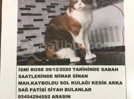 Sultanbeyli Mimar Sinan Da Kedimiz Evden Kaçmıştır
