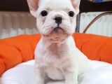 Veteriner Teknikerinden Irk Ve Sağlık Garantili French Bulldog