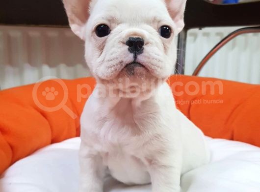 Veteriner Teknikerinden Irk Ve Sağlık Garantili French Bulldog görsel