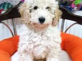 Veteriner Teknikerinden Irk ve Sağlık Garantili Minyatür Poodle