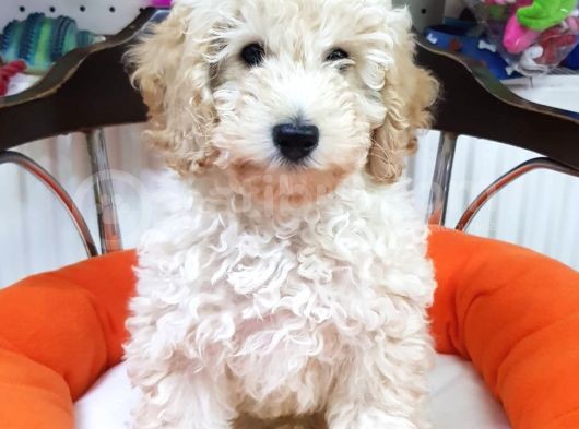 Veteriner Teknikerinden Irk Ve Sağlık Garantili Minyatür Poodle görsel