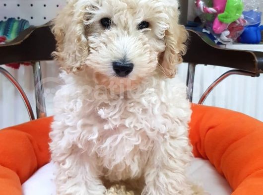 Veteriner Teknikerinden Irk Ve Sağlık Garantili Minyatür Poodle görsel