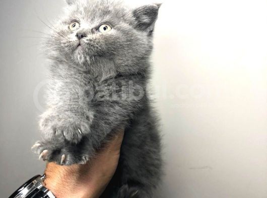 British Shorthair görsel