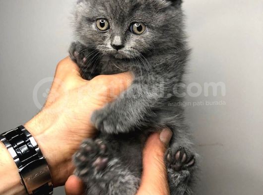 British Shorthair görsel