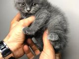 British Shorthair