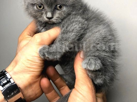 British Shorthair görsel