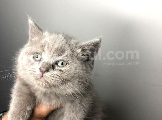 British Shorthair görsel