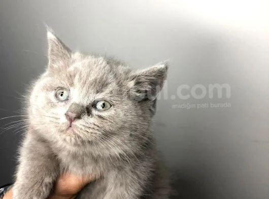 British Shorthair