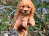 Küt Burun Toy Poodle Yavrumuz Ev Doğumlu