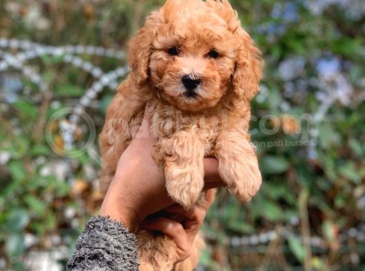 Küt Burun Toy Poodle Yavrumuz Ev Doğumlu görsel