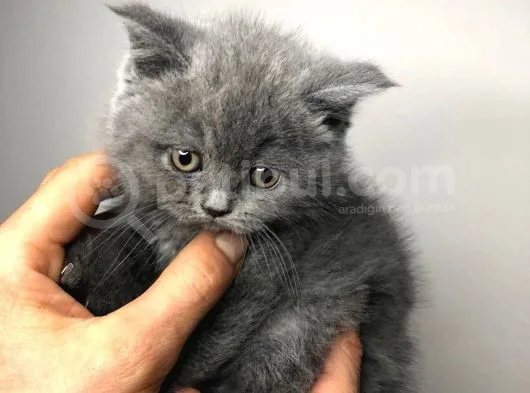 British Shorthair