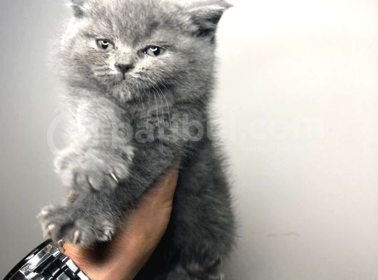 British Shorthair görsel
