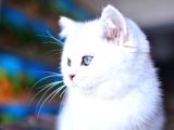 Safkan Silver British Shorthair Yavrular
