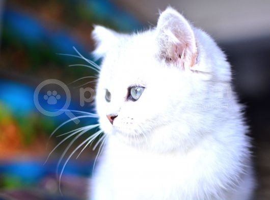 Safkan Silver British Shorthair Yavrular görsel