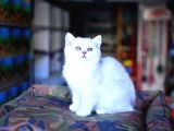 Safkan Silver British Shorthair Yavrular