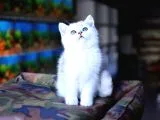 Safkan Silver British Shorthair Yavrular