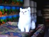Safkan Silver British Shorthair Yavrular