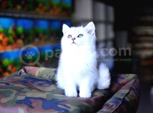 Safkan Silver British Shorthair Yavrular görsel