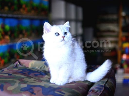Safkan Silver British Shorthair Yavrular görsel