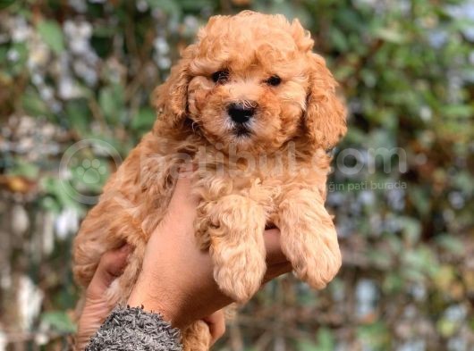 Küt Burun Toy Poodle Yavrumuz Ev Doğumlu görsel
