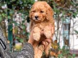 Küt Burun Toy Poodle Yavrumuz Ev Doğumlu