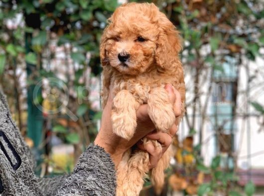 Küt Burun Toy Poodle Yavrumuz Ev Doğumlu görsel