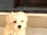 Minik Maltese Terrier Yavrularımıza Yuva