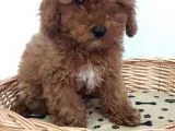 Toy Poodle