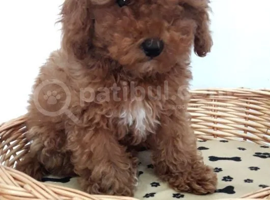 Toy Poodle