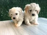 Minik Terrierlerimiz