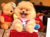 Her Hafta Güncellenen TeddyBear Pomeranian Yavruları