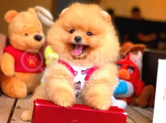 Her Hafta Güncellenen Teddybear Pomeranian Yavruları
