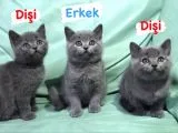 2 Dişi 1 Erkek British Shorthair Yavruları